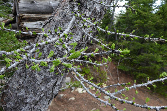 Image of Alpine Larch