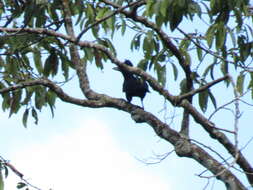 Image of umbrellabird