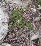 Lobelia jasionoides var. jasionoides resmi