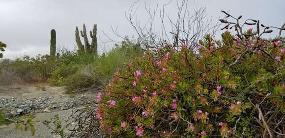 Image of Gongylocarpus fruticulosus Brandeg.