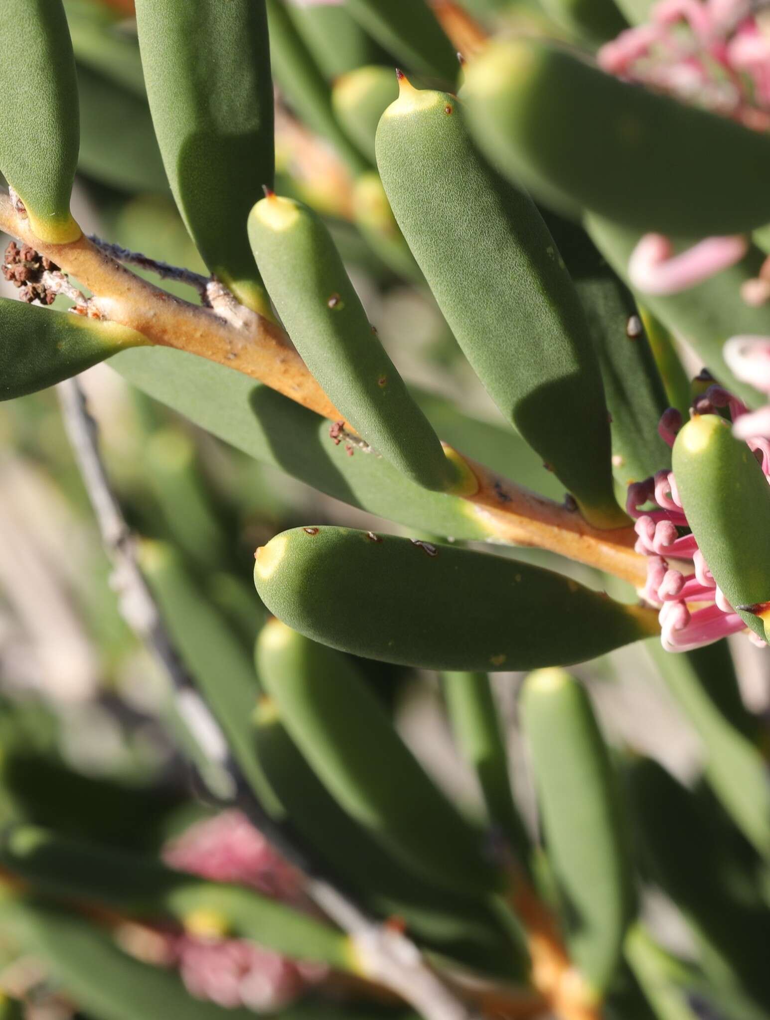 Image of Hakea clavata Labill.