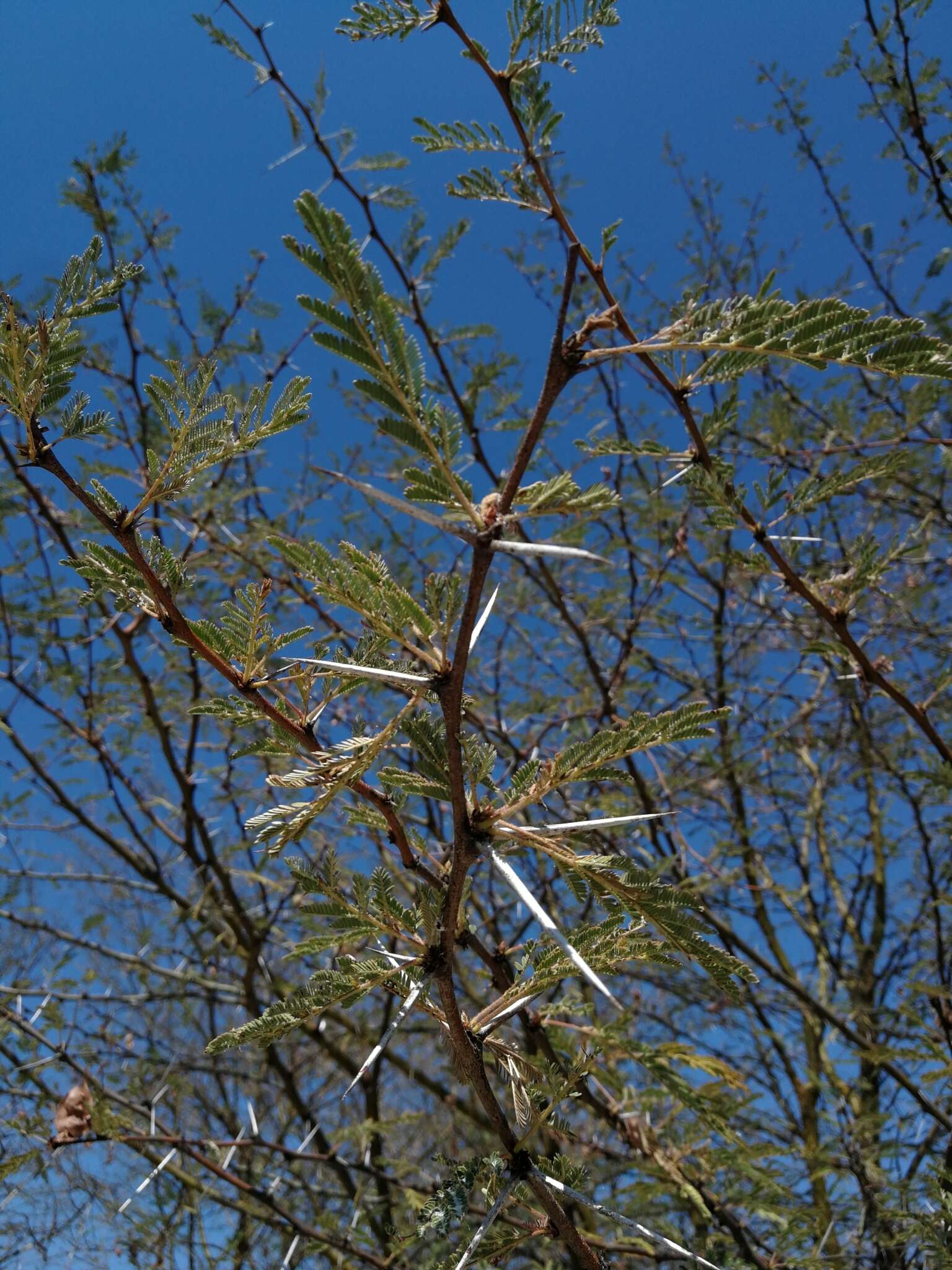 Imagem de Vachellia kirkii (Oliv.) Kyal. & Boatwr.