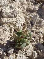 Image of hoary phacelia