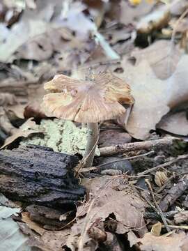 Image of Inocybe insignis A. H. Sm. 1941