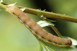 Слика од Orthosia gracilis Schiffermüller 1775