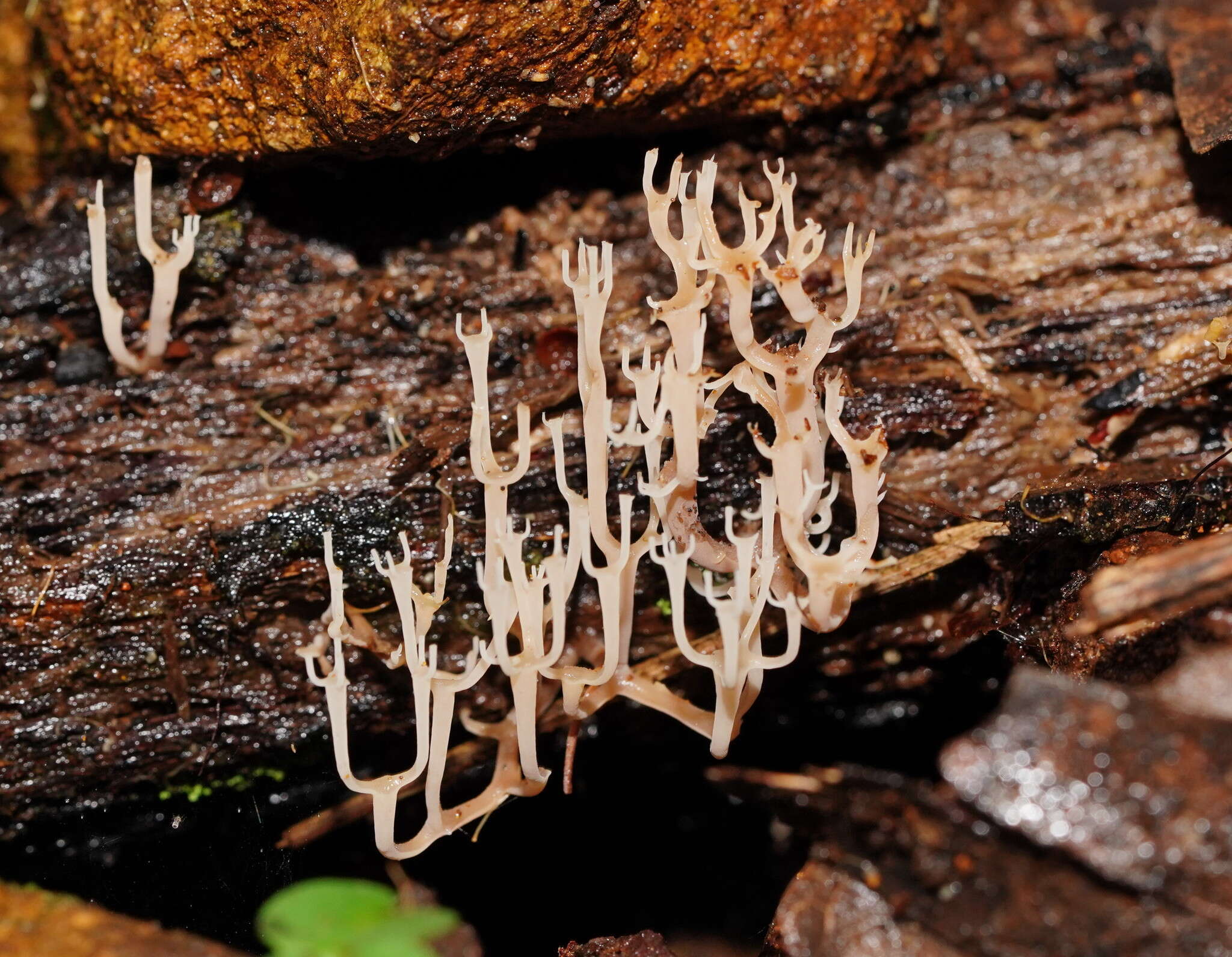 Image of Artomyces colensoi (Berk.) Jülich 1982