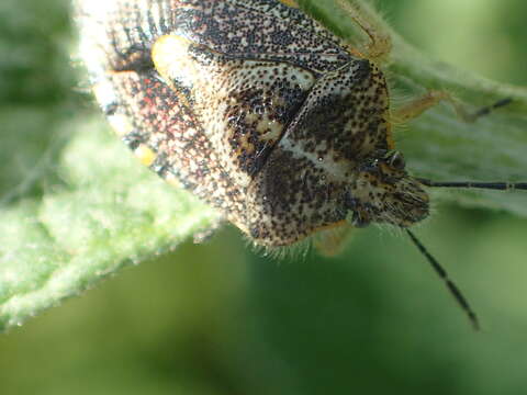 Image of African cluster bug