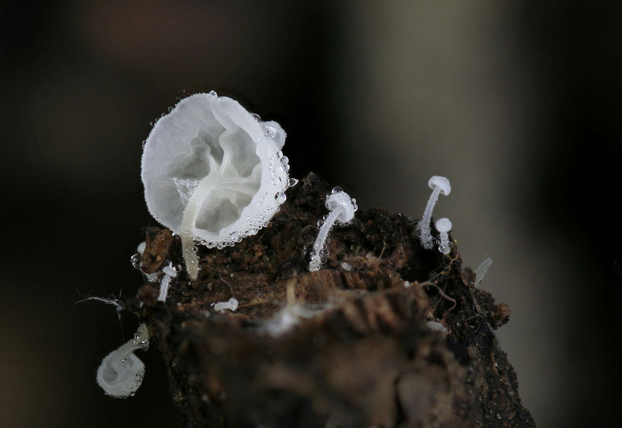 Image of Hemimycena tortuosa (P. D. Orton) Redhead 1980