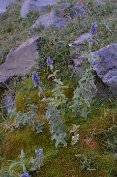 Image of Nepeta alatavica Lipsky