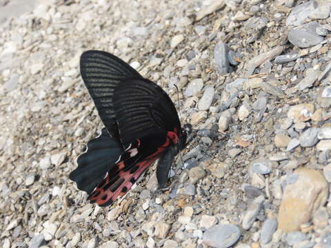 Image of Papilio thaiwanus Rothschild 1898