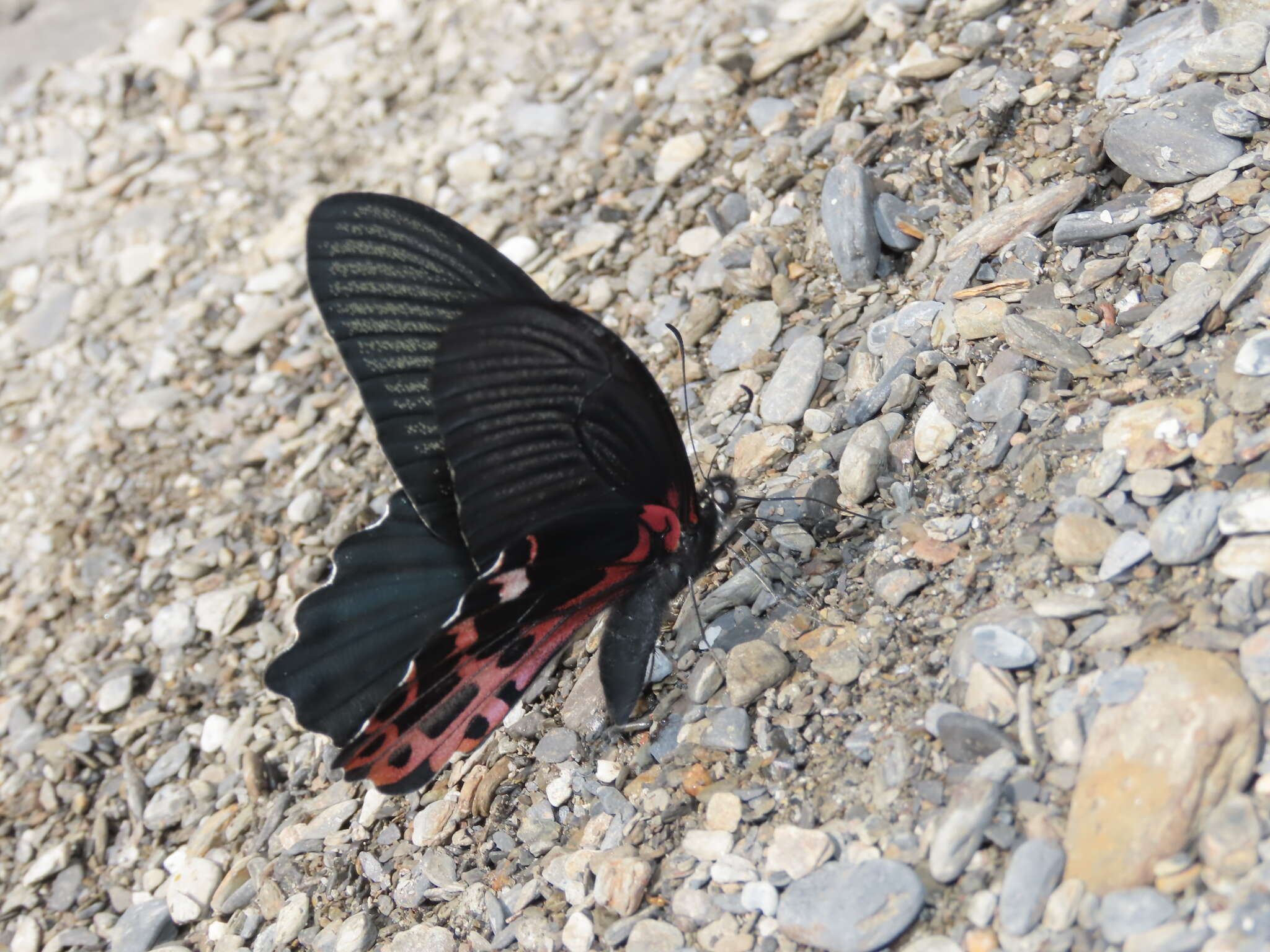 Image de Papilio thaiwanus Rothschild 1898