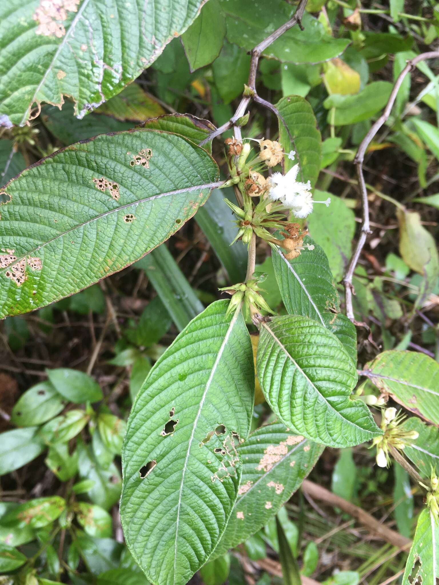 Image de Sabicea diversifolia Pers.