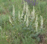 Image of Phlomoides laciniata (L.) Kamelin & Makhm.