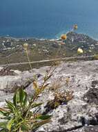 Image de Cephalaria coriacea (Willd.) Roem. & Schult. ex Steudel