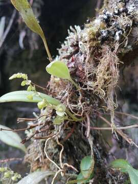 Image of Stelis parvilabris Lindl.