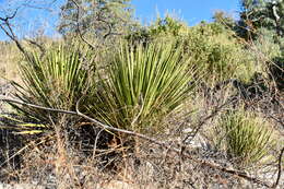 Image of Yucca baccata var. brevifolia L. D. Benson & Darrow