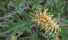 Image of Grevillea willisii R. V. Smith & Mc Gill.