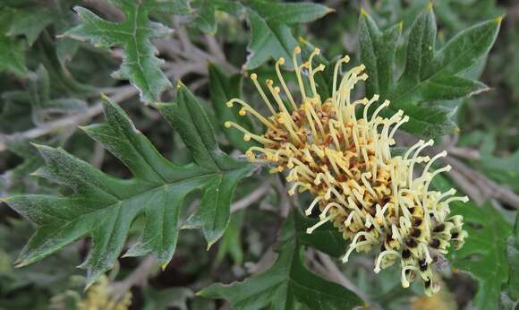 Image of Grevillea willisii R. V. Smith & Mc Gill.