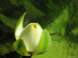 Image of Rudge's Water-Lily