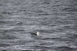 Image of black-browed albatross