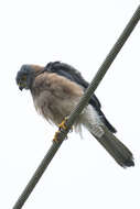 صورة Accipiter fasciatus natalis (Lister 1889)