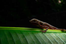 Image of Big-scaled Anole