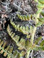 Polystichum haleakalense Brack.的圖片