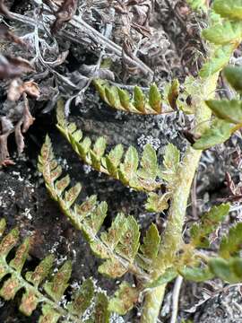 Imagem de Polystichum haleakalense Brack.