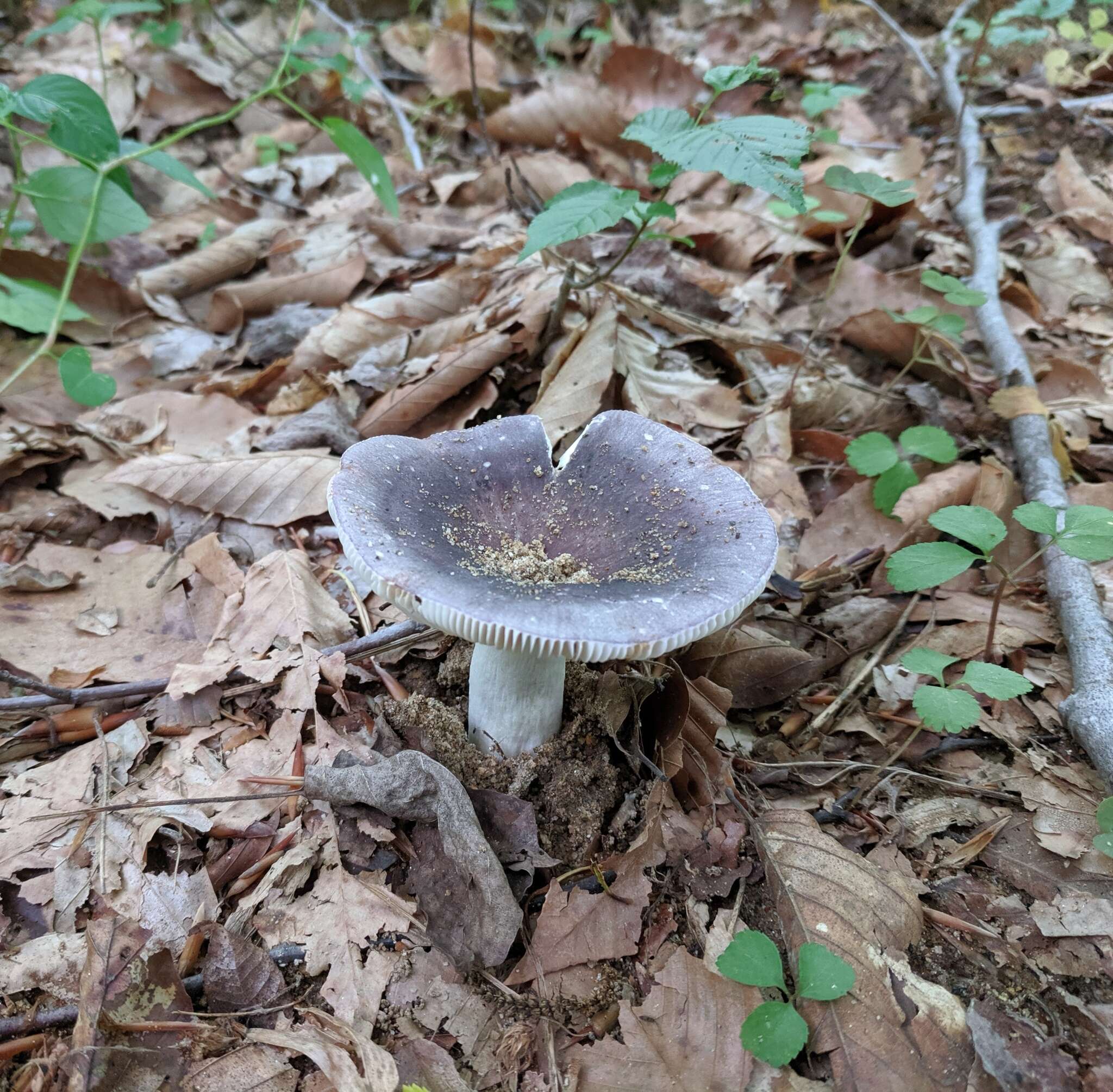 Image of Russula ornaticeps Burl. 1921