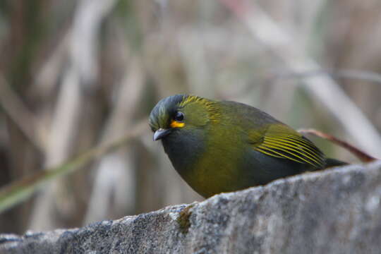 Image of Liocichla Swinhoe 1877