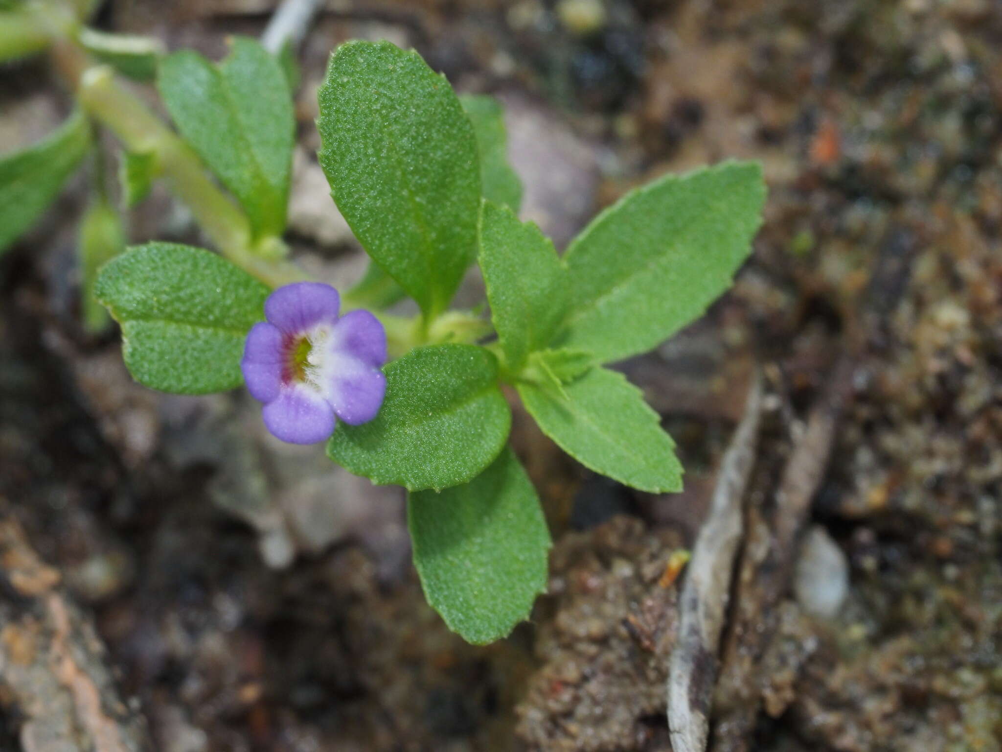 Image of Rice Paddy Herb