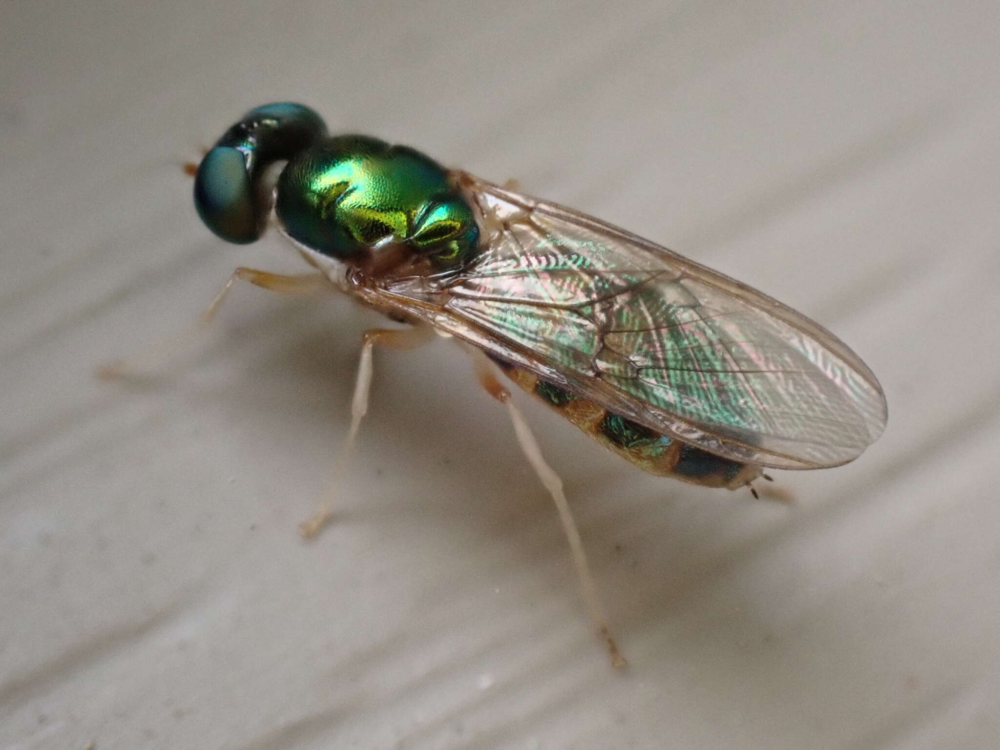 Image of Cephalochrysa canadensis (Curran 1927)