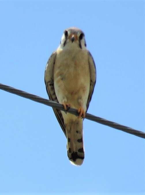 Image of Little Sparrow Hawk