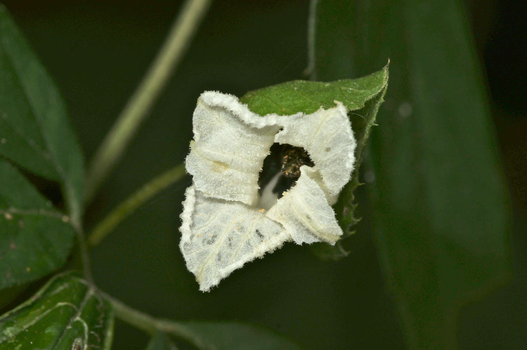 Imagem de Momordica cissoides Planch. ex Benth.