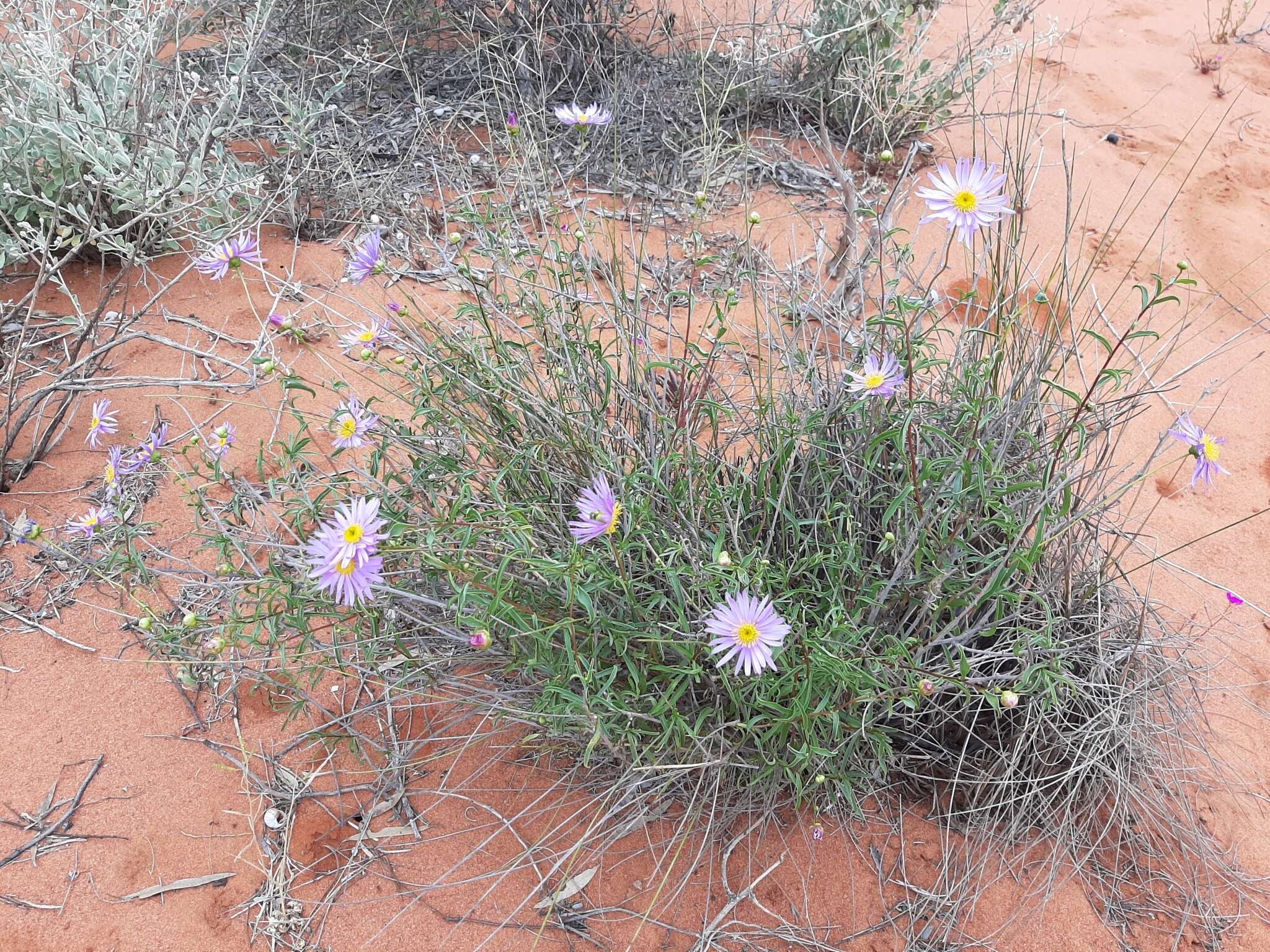 Pembertonia resmi