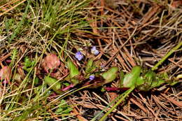 Image of American speedwell