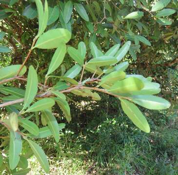 Imagem de Ochna barbosae N. Robson