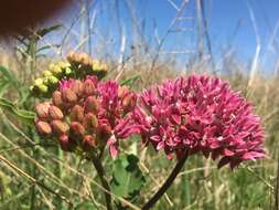 Image of purple milkweed