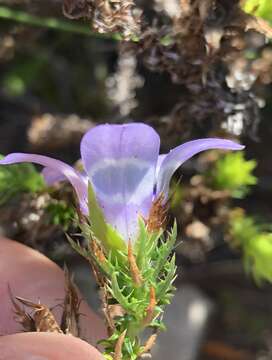 Image of Roella ciliata L.