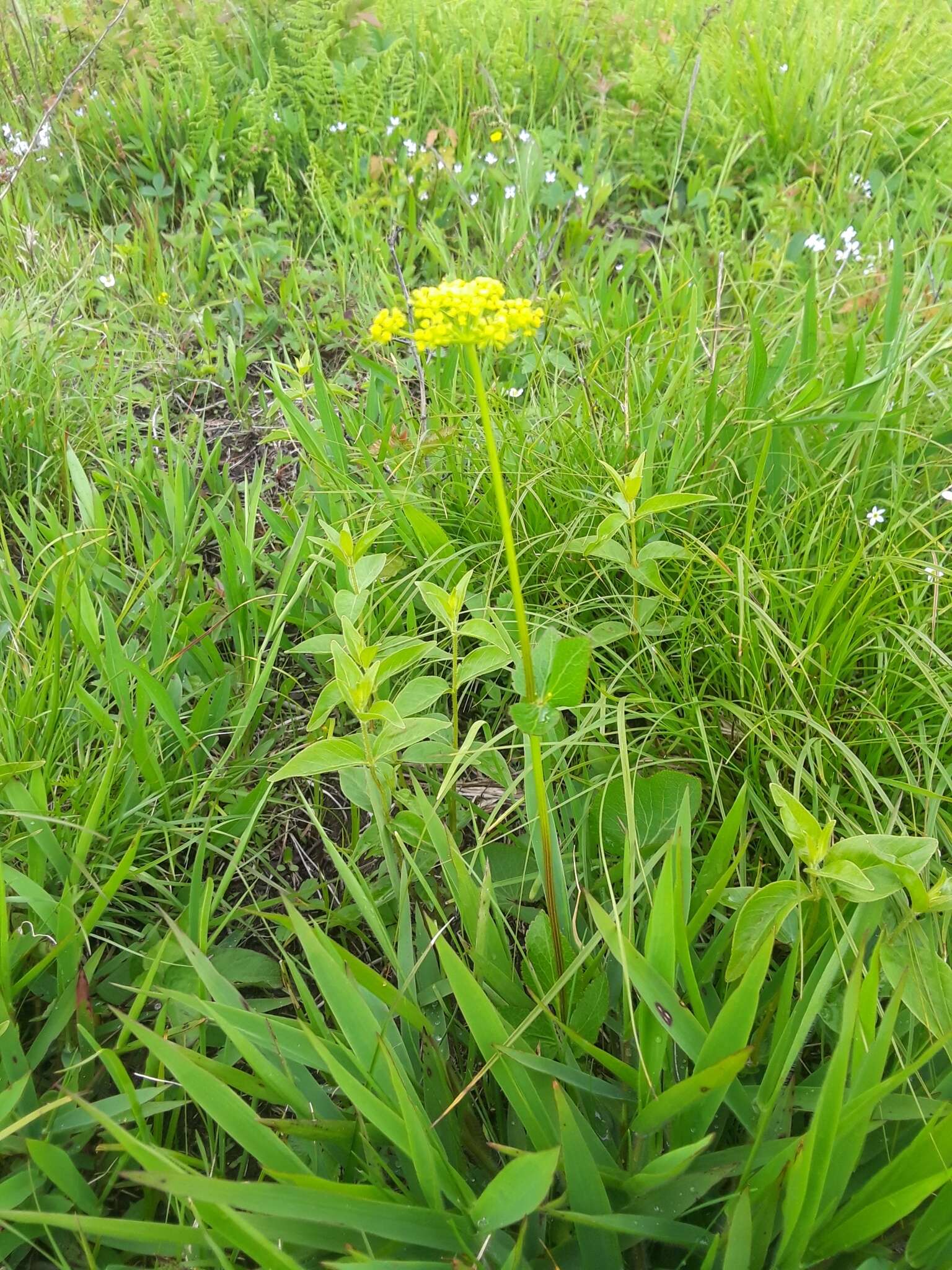 Image of Thaspium barbinode (Michx.) Nutt.