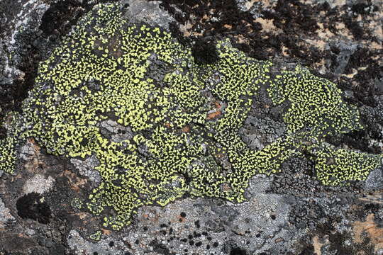 Image of Yellow map lichen;   World map lichen