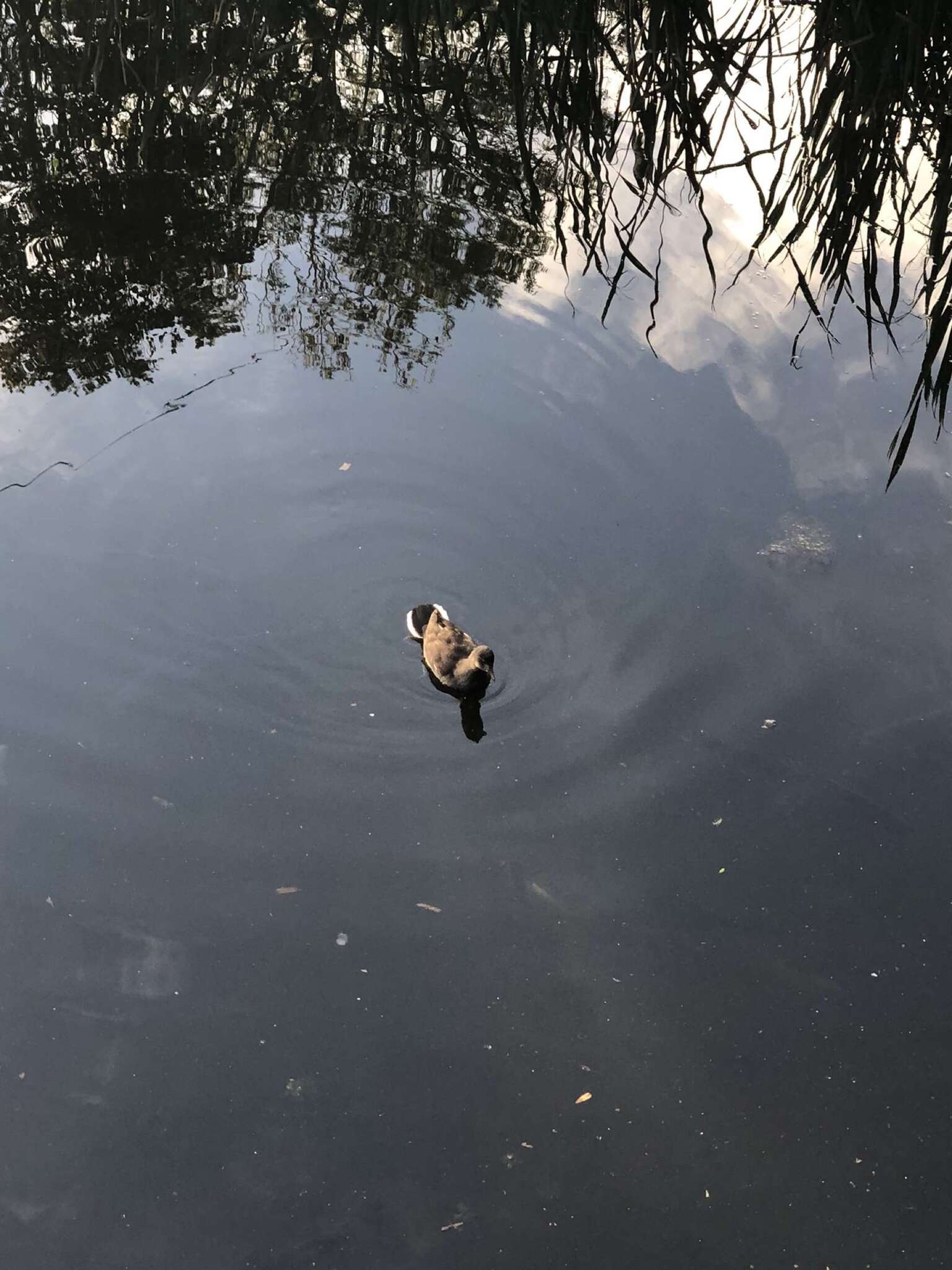 Image of Eurasian Common Moorhen