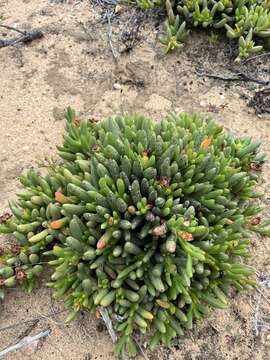 Image of Ruschia dichroa (Rolfe) L. Bol.