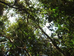 Image of Crinodendron brasiliense Reitz & L. B. Smith