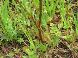 Слика од Rumex cordatus Desf.