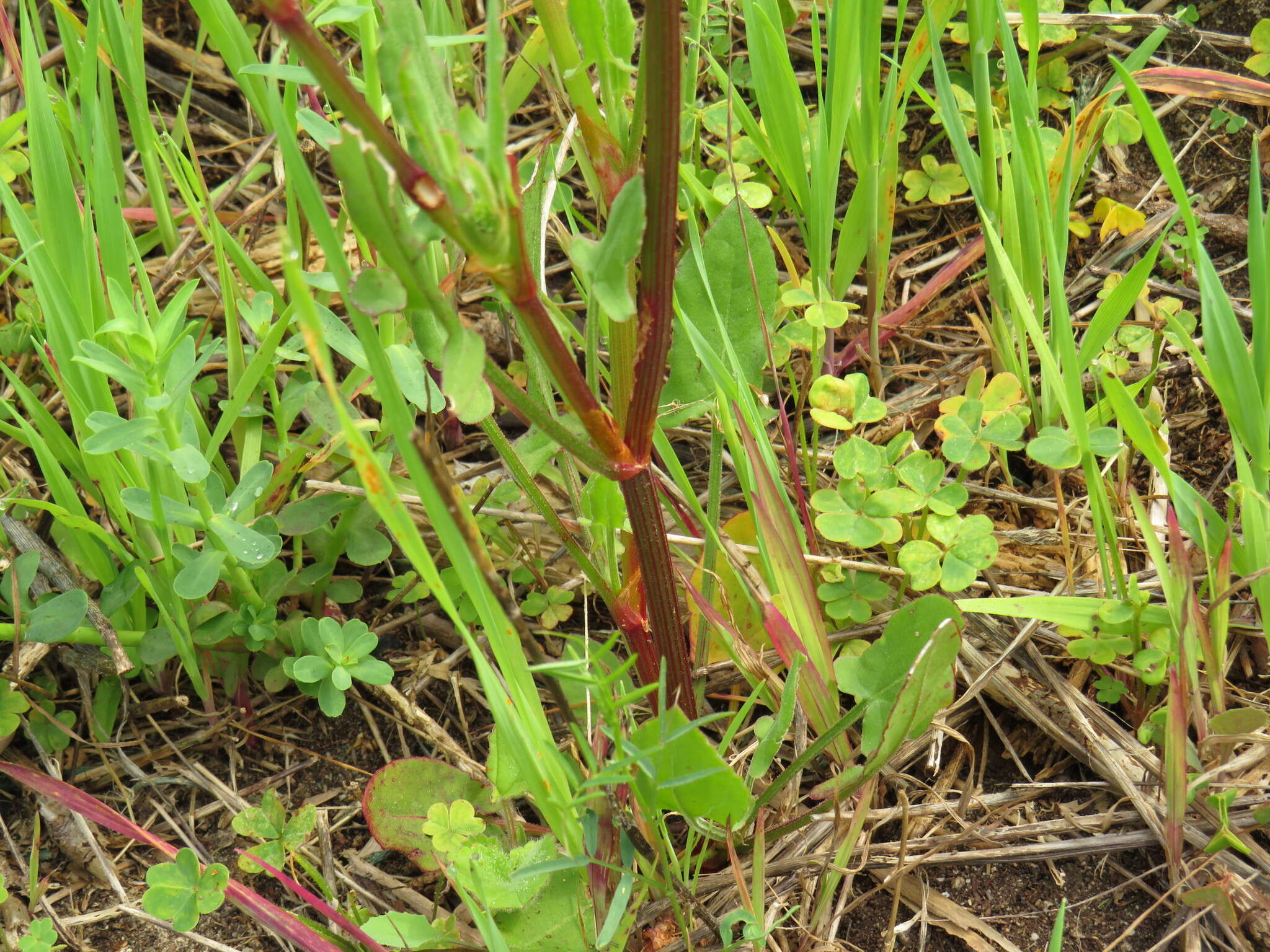 Слика од Rumex cordatus Desf.