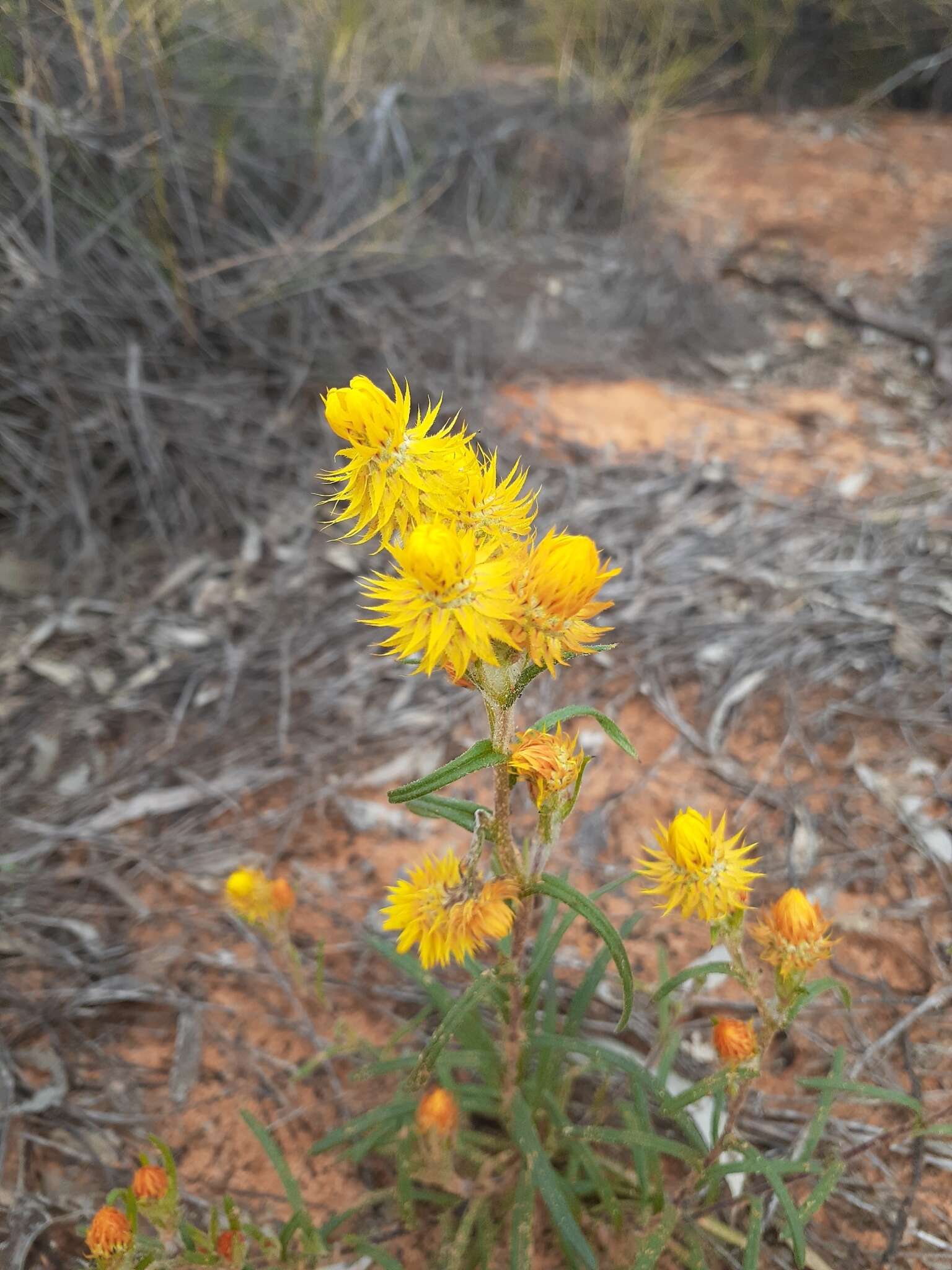 Image of Waitzia acuminata Steetz