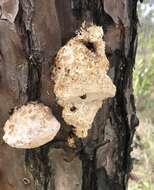 Image of Fomitopsis palustris (Berk. & M. A. Curtis) Gilb. & Ryvarden 1985