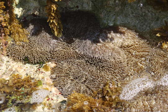 Image of Atlantic carpet anemone