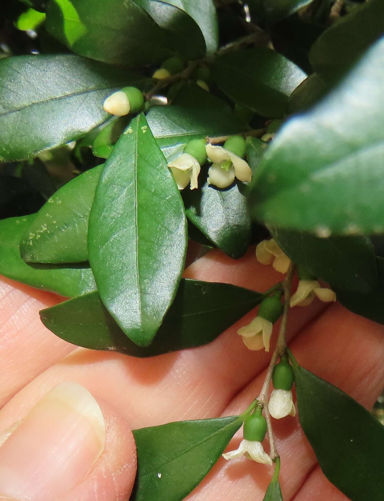 Image of Diospyros natalensis (Harv.) Brenan